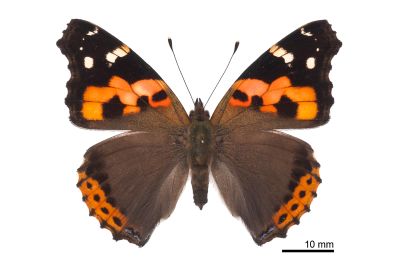 大紅蛺蝶 Vanessa indica