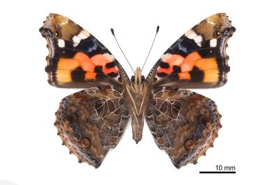 大紅蛺蝶 Vanessa indica