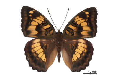 甲仙翠蛺蝶 Euthalia kosempona 雄蟲