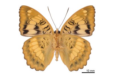 甲仙翠蛺蝶 Euthalia kosempona 雄蟲