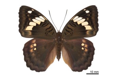 甲仙翠蛺蝶 Euthalia kosempona 雌蟲