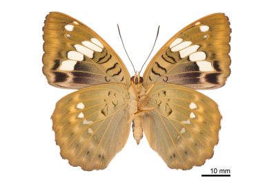 甲仙翠蛺蝶 Euthalia kosempona 雌蟲