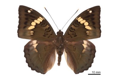 馬拉巴翠蛺蝶 Euthalia malapana 雄蟲