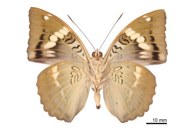 馬拉巴翠蛺蝶 Euthalia malapana 雄蟲