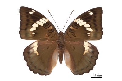 馬拉巴翠蛺蝶 Euthalia malapana 雌蟲