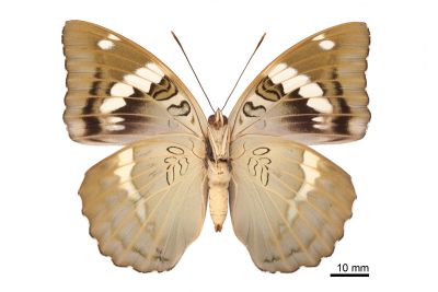 馬拉巴翠蛺蝶 Euthalia malapana 雌蟲
