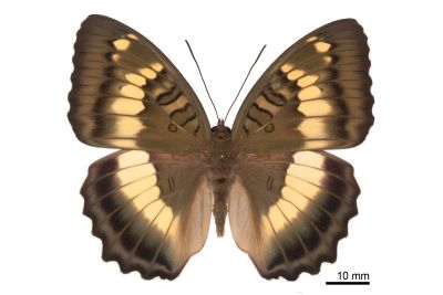 臺灣翠蛺蝶 Euthalia formosana 雄蟲