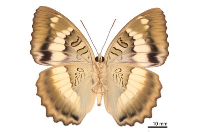 臺灣翠蛺蝶 Euthalia formosana 雄蟲