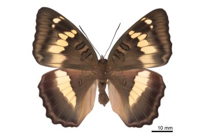 臺灣翠蛺蝶 Euthalia formosana 雌蟲