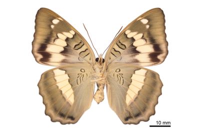 臺灣翠蛺蝶 Euthalia formosana 雌蟲