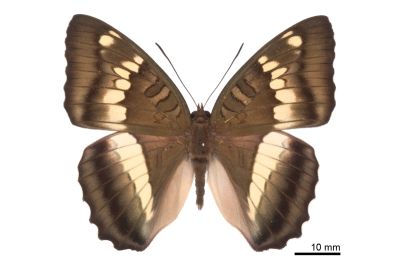 窄帶翠蛺蝶 Euthalia insulae 雄蟲