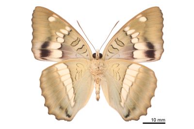 窄帶翠蛺蝶 Euthalia insulae 雄蟲