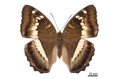 窄帶翠蛺蝶 Euthalia insulae 雌蟲