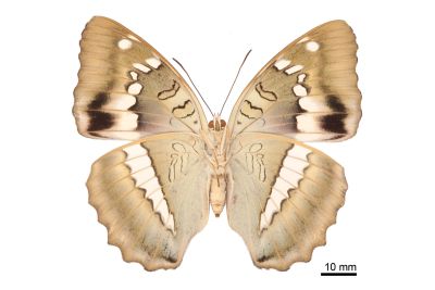 窄帶翠蛺蝶 Euthalia insulae 雌蟲