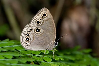 巴氏黛眼蝶 Lethe butleri periscelis 雄蟲