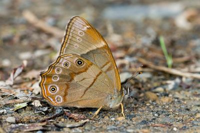 深山黛眼蝶 Lethe insana formosana 雄蟲