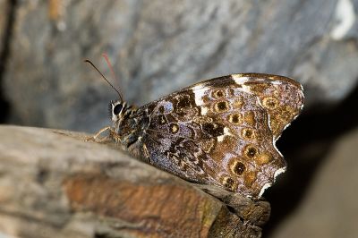 黃斑蔭眼蝶 Neope pulaha didia 性別不明