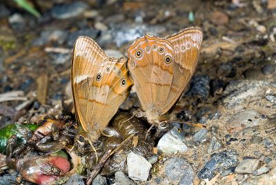 深山黛眼蝶 Lethe insana formosana 雄蟲