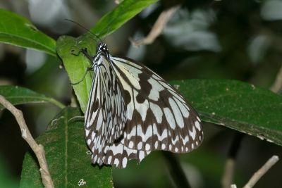 大白斑蝶（綠島亞種） Idea leuconoe kwashotoensis 性別不明