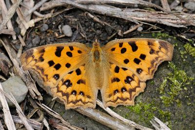 黃鉤蛺蝶 Polygonia c-aureum lunulata 雌蟲
