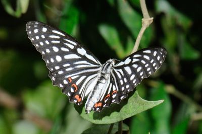 紅斑脈蛺蝶 Hestina assimilis formosana 性別不明