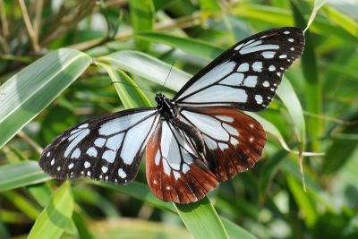 大絹斑蝶 Parantica sita niphonica 性別不明
