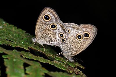 密紋波眼蝶 Ypthima multistriata 交尾中個體