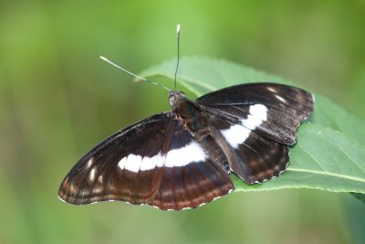 異紋帶蛺蝶 Athyma selenophora laela 雄蟲