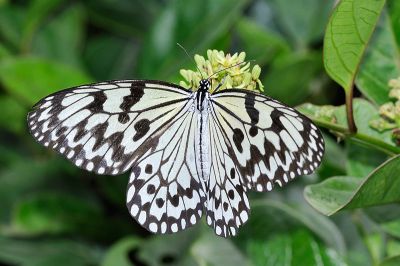 大白斑蝶 Idea leuconoe clara 雌蟲