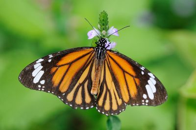 虎斑蝶 Danaus genutia 雄蟲