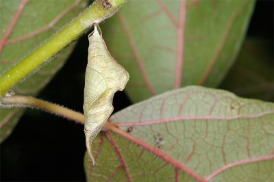 網絲蛺蝶 Cyrestis thyodamas formosana