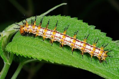 苧麻細蝶 Acraea issoria formosana