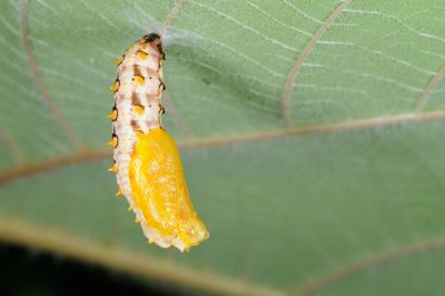苧麻細蝶 Acraea issoria formosana