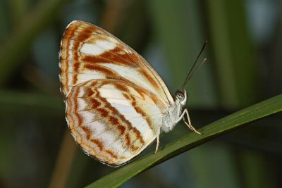 蓮花環蛺蝶 Neptis hesione podarces