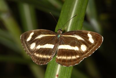 蓮花環蛺蝶 Neptis hesione podarces