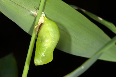 森林暮眼蝶 Melanitis phedima polishana