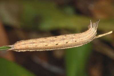 Ypthima formosana