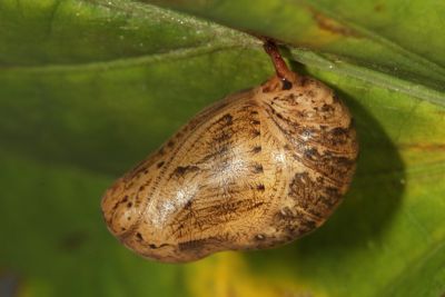 Neope muirheadi nagasawae
