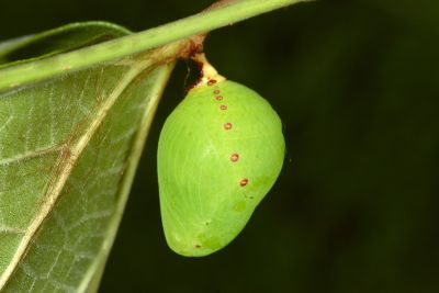 絹蛺蝶 Calinaga buddha formosana