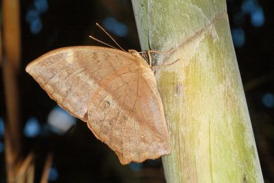 方環蝶 Discophora sondaica tulliana 雌蟲