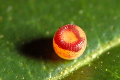 雙尾蛺蝶 Polyura eudamippus formosana