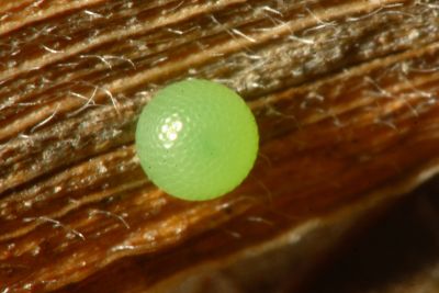密紋波眼蝶 Ypthima multistriata