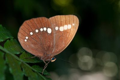 串珠環蝶 Faunis eumeus