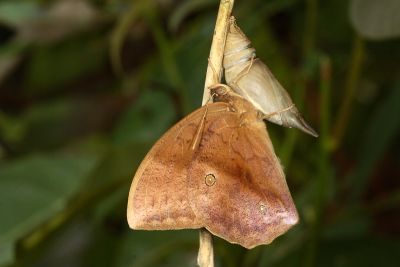 方環蝶 Discophora sondaica tulliana 雄蟲