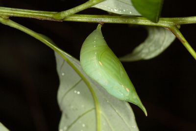 方環蝶 Discophora sondaica tulliana