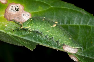 紅斑脈蛺蝶 Hestina assimilis formosana