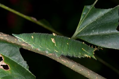 紅斑脈蛺蝶 Hestina assimilis formosana
