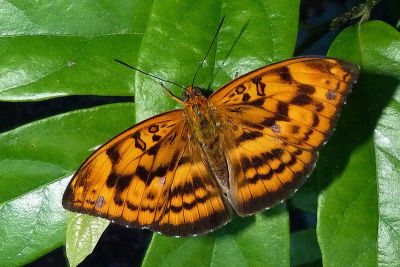 瑙蛺蝶 Abrota ganga formosana 雄蟲