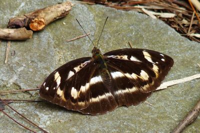 瑙蛺蝶 Abrota ganga formosana 雌蟲