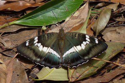 窄帶翠蛺蝶 Euthalia insulae 性別不明